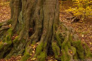 2010_Urwald_Sababurg_Herbst_Web_051