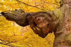 2010_Urwald_Sababurg_Herbst_Web_054