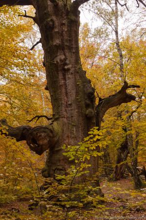 2010_Urwald_Sababurg_Herbst_Web_057