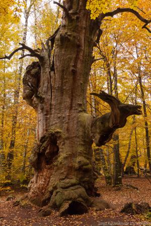 2010_Urwald_Sababurg_Herbst_Web_058