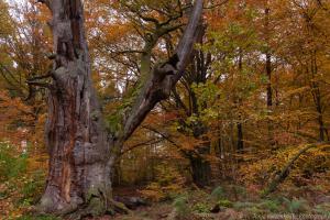 2010_Urwald_Sababurg_Herbst_Web_06