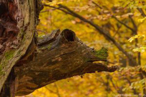 2010_Urwald_Sababurg_Herbst_Web_062