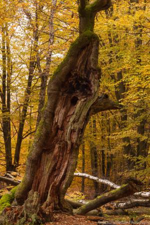 2010_Urwald_Sababurg_Herbst_Web_063