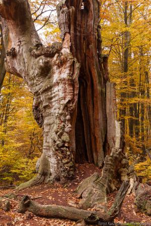 2010_Urwald_Sababurg_Herbst_Web_066