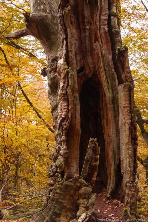 2010_Urwald_Sababurg_Herbst_Web_067