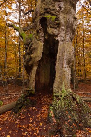 2010_Urwald_Sababurg_Herbst_Web_069