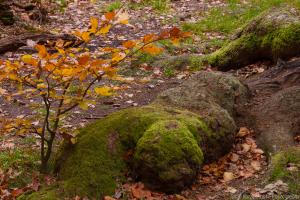 2010_Urwald_Sababurg_Herbst_Web_07