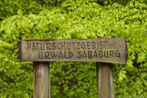 2010_Urwald_Sababurg_Web_01