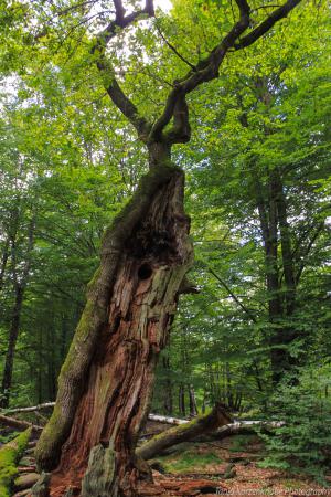 2010_Urwald_Sababurg_Web_0110