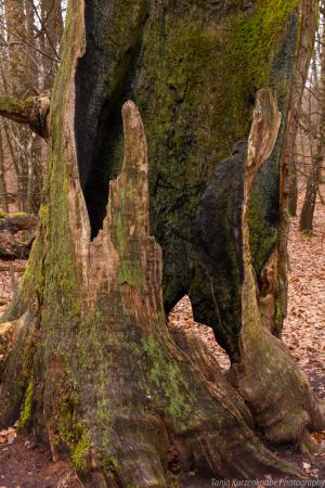 2010_Urwald_Sababurg_Web_0119