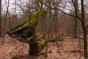 2010_Urwald_Sababurg_Web_0120