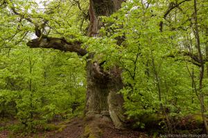 2010_Urwald_Sababurg_Web_016