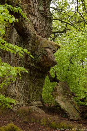 2010_Urwald_Sababurg_Web_024