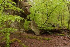 Urwald Sababurg in 2016 und 2017