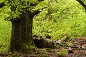 2010_Urwald_Sababurg_Web_028