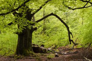 Urwald Sababurg im Frühjahr und Sommer 2010