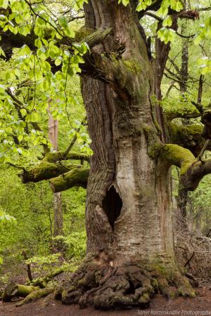 2010_Urwald_Sababurg_Web_036