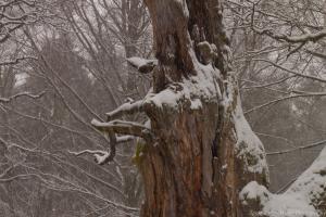 2011_Urwald_Sababurg_Winter_Web_011