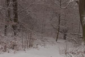 2011_Urwald_Sababurg_Winter_Web_012