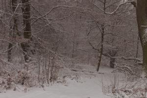 2011_Urwald_Sababurg_Winter_Web_012