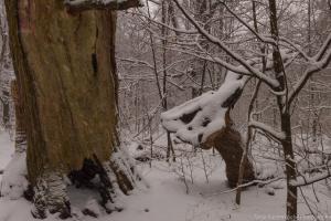 2011_Urwald_Sababurg_Winter_Web_013