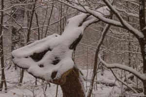 2011_Urwald_Sababurg_Winter_Web_014