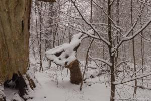 2011_Urwald_Sababurg_Winter_Web_015