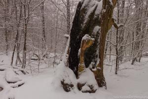 2011_Urwald_Sababurg_Winter_Web_016