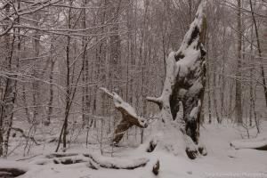 2011_Urwald_Sababurg_Winter_Web_017