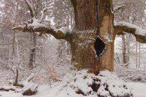 2011_Urwald_Sababurg_Winter_Web_018