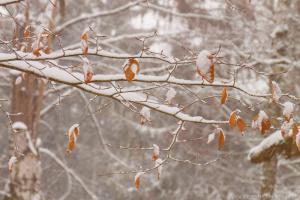 2011_Urwald_Sababurg_Winter_Web_019