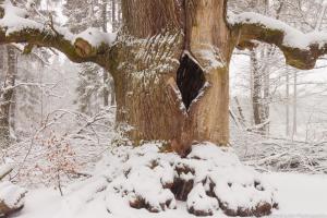 2011_Urwald_Sababurg_Winter_Web_020