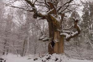 2011_Urwald_Sababurg_Winter_Web_023