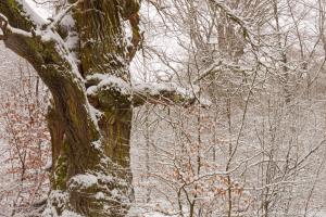 2011_Urwald_Sababurg_Winter_Web_025