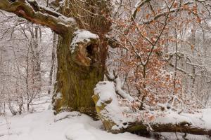 2011_Urwald_Sababurg_Winter_Web_026