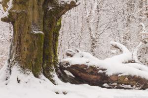 Urwald Sababurg im Winter