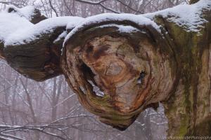 2011_Urwald_Sababurg_Winter_Web_030