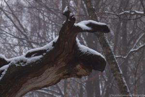 2011_Urwald_Sababurg_Winter_Web_031