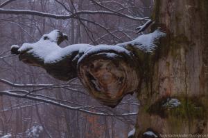 2011_Urwald_Sababurg_Winter_Web_033