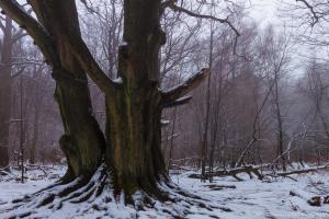 2011_Urwald_Sababurg_Winter_Web_034