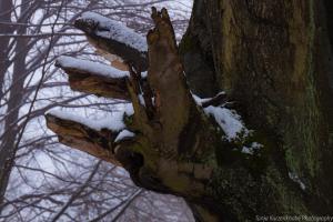 2011_Urwald_Sababurg_Winter_Web_035