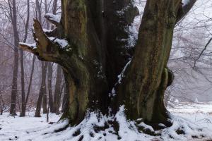 2011_Urwald_Sababurg_Winter_Web_036