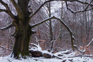 2011_Urwald_Sababurg_Winter_Web_037