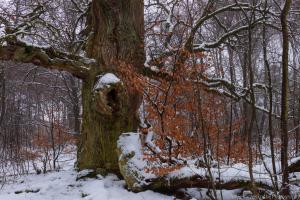 2011_Urwald_Sababurg_Winter_Web_039