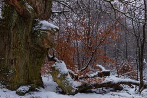 2011_Urwald_Sababurg_Winter_Web_040