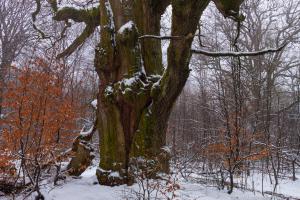 2011_Urwald_Sababurg_Winter_Web_041