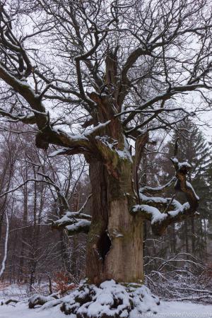 2011_Urwald_Sababurg_Winter_Web_042