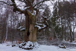 2011_Urwald_Sababurg_Winter_Web_043