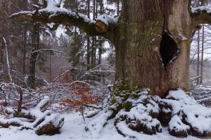 2011_Urwald_Sababurg_Winter_Web_044