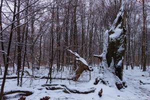 2011_Urwald_Sababurg_Winter_Web_045